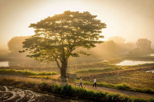 Check-in ở 8 cây cô đơn khắp Việt Nam