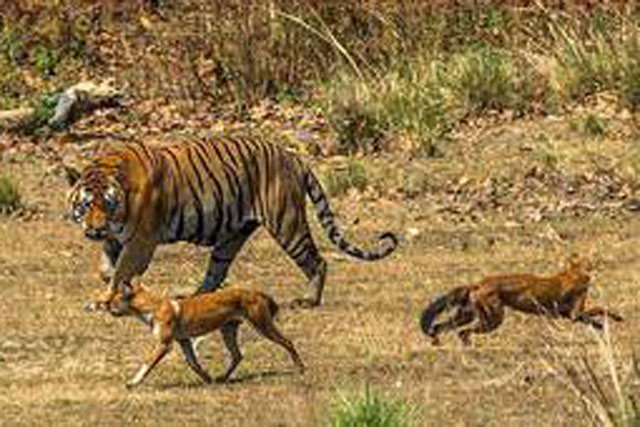 Bí ẩn về loài chó rừng Trung Quốc, được so sánh là mạnh hơn hổ báo!