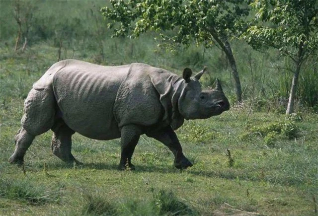 Hóa ra Trung Quốc đã từng tồn tại nhiều loài tê giác hơn cả Châu Phi - Ảnh 5.
