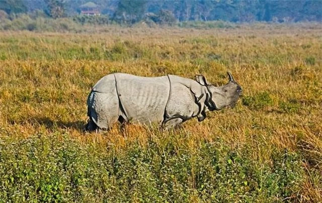 Hóa ra Trung Quốc đã từng tồn tại nhiều loài tê giác hơn cả Châu Phi - Ảnh 6.