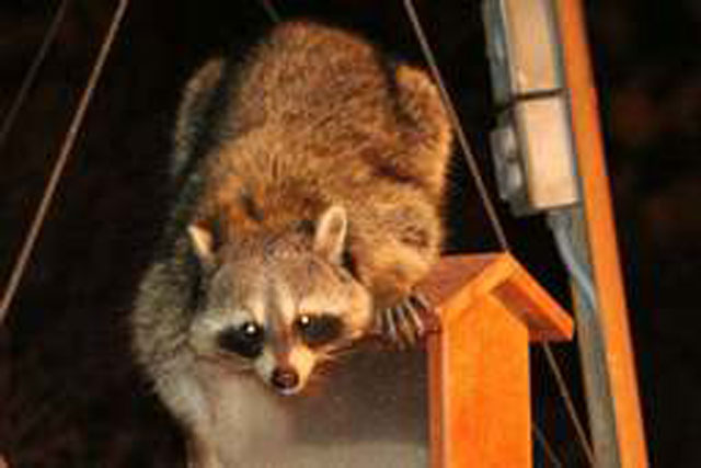 Gấu trúc Bắc Mỹ và các loài động vật cũng có thể nảy sinh ý định "trả thù"