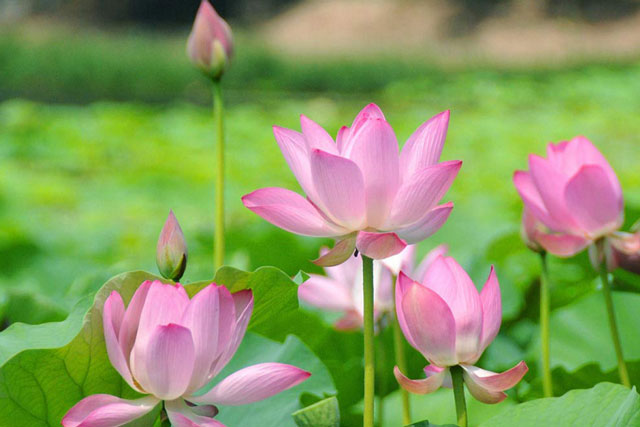 Đây là loại cây có lá là "tiên dược trời cho" tiếc là bị bỏ quên vì ai cũng chỉ yêu hoa thích hạt