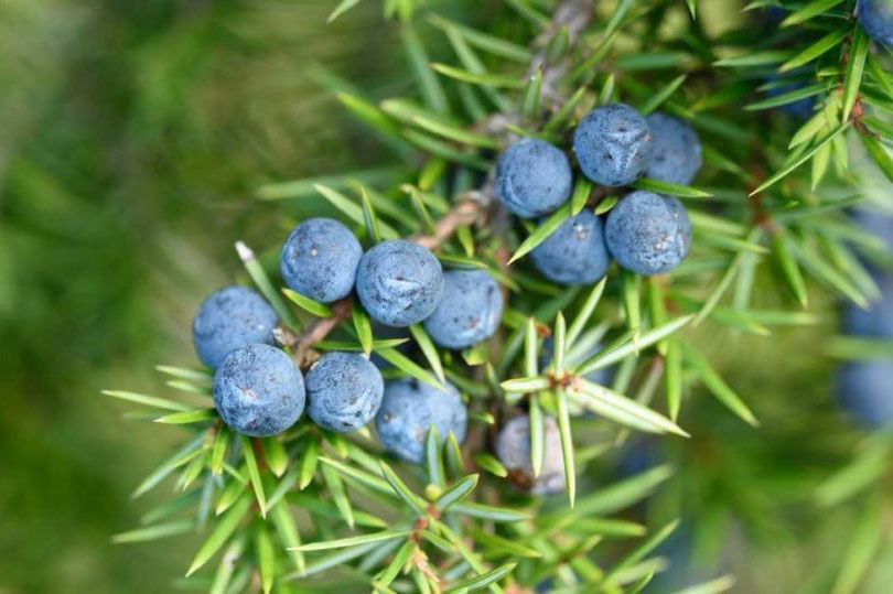 6 c&#xF4;ng d&#x1EE5;ng tuy&#x1EC7;t v&#x1EDD;i c&#x1EE7;a qu&#x1EA3; b&#xE1;ch x&#xF9; v&#x1EDB;i s&#x1EE9;c kh&#x1ECF;e