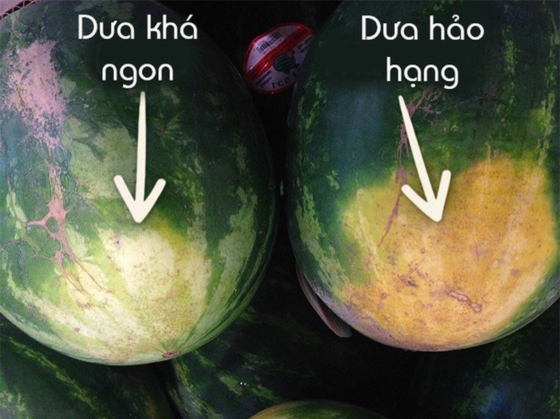 chon dua hau