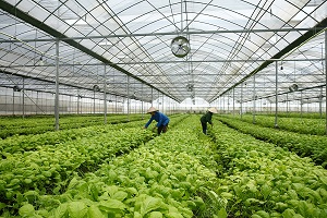 Xây dựng chỉ tiêu giám sát phát triển nông nghiệp cần cụ thể và phù hợp thông lệ quốc tế