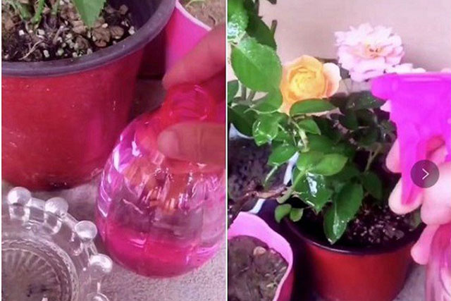 Có thứ bỏ đi nhưng trừ sâu cực tốt, dùng để tưới cây không sâu bọ nào dám tới gần