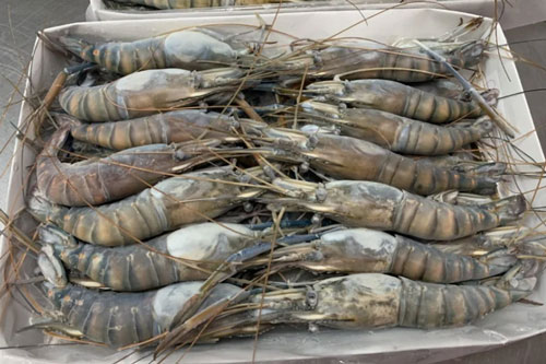 Rã đông tôm theo đúng kiểu "dân vùng biển": Đơn giản, không làm mất chất