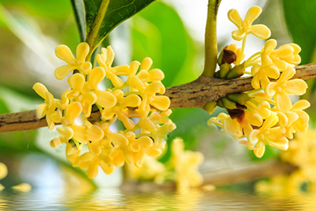 Tổ tiên truyền dạy: 3 loại cây ông bà trồng con cháu hưởng giàu sang, càng sống lâu năm càng giàu có