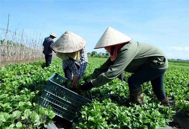 Phát triển kinh tế tập thể - Xu thế tất yếu trong bối cảnh hội nhập quốc tế - Ảnh 2.