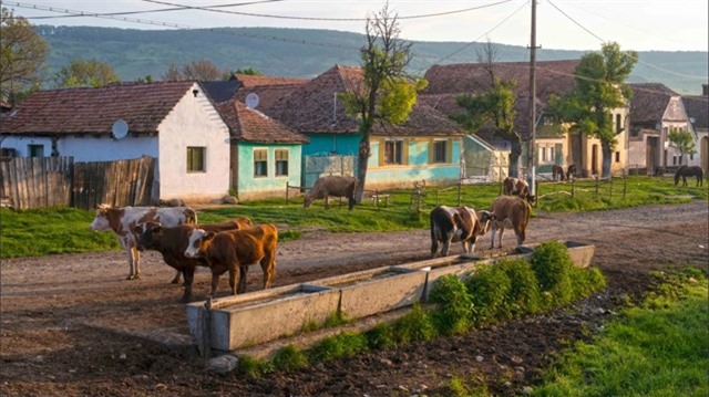 Viscri và các làng Saxon khác ở Târnava Mare hầu như không thay đổi trong nhiều thế kỷ. Ảnh: BBC.