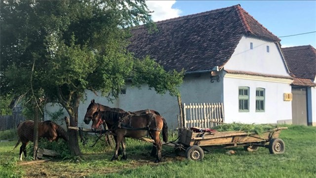 Xe ngựa vẫn là phương tiện giao thông chính ở các làng Saxon của Târnava Mare. Ảnh: BBC.