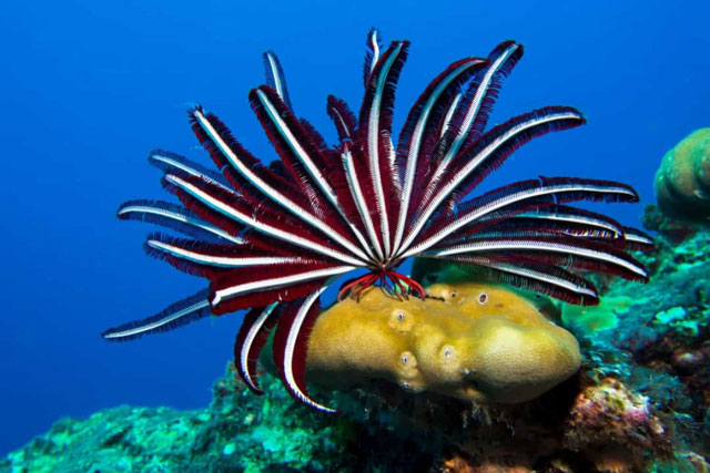 Chiêm ngưỡng những loài sinh vật đẹp nhất đại dương