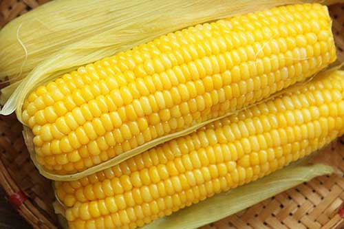 Tuyệt chiêu chọn ngô ngon bắp nào cũng căng mịn, ngọt cực phẩm