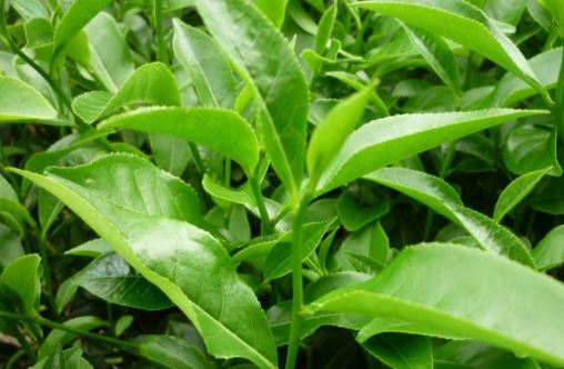 Lá trà xanh giúp da đẹp mịn màng cực nhanh