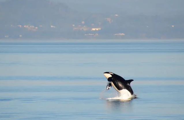 Cá voi sát thủ 'nổi điên' tấn công liên tiếp tàu bè, đâm chìm cả một chiếc thuyền buồm