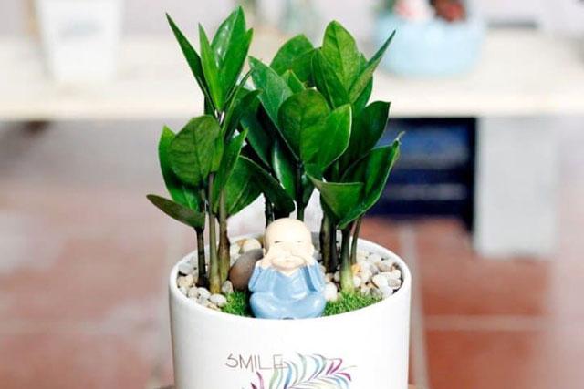 3 loại cây nghe tên đã thấy tiền, nhà giàu rất thích trồng trong nhà