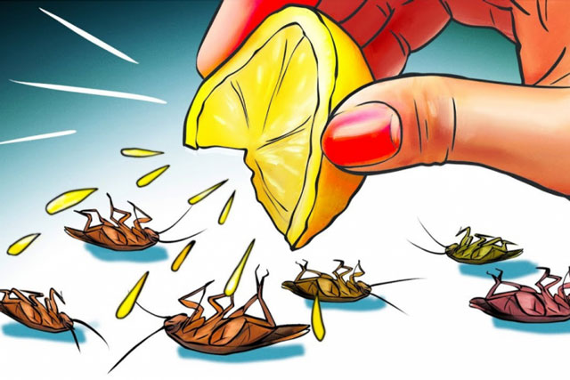 Cách đuổi gián không tốn tiền, không cần dùng hóa chất: 1 phát diệt cả trăm con, ra đi không trở lại