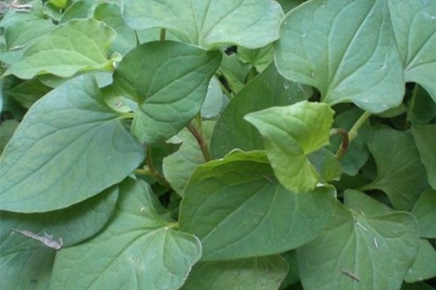 Rau diếp cá giúp bạn chữa nhiều bệnh