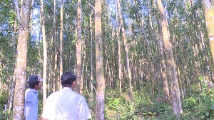Phát triển rừng gỗ lớn có chứng chỉ: Quy hoạch vùng nguyên liệu gắn với nhu cầu doanh nghiệp