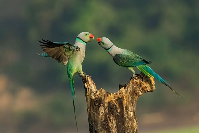 Thi&#xEA;n nhi&#xEA;n h&#xF9;ng v&#x129;, v&#xF4; th&#x1EF1;c qua gi&#x1EA3;i th&#x1B0;&#x1EDF;ng nhi&#x1EBF;p &#x1EA3;nh Nature TTL Natute 2022