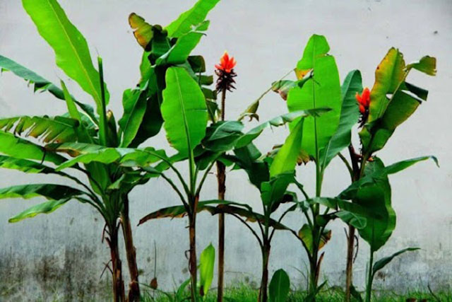 Trồng 4 cây này sau nhà, may mắn ngập tràn, con cái thành tài, đời đời hưởng phúc