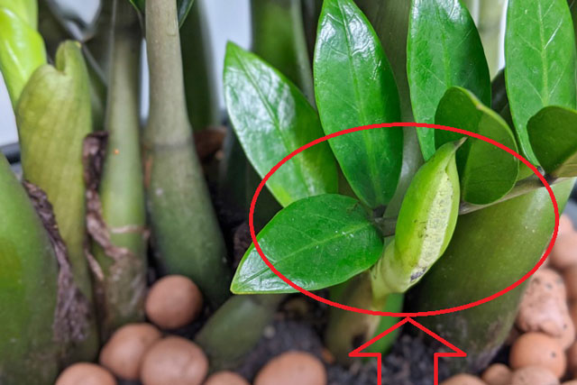 5 cây phong thủy chục năm chẳng thấy nở hoa, nhưng đã nở là thần Tài đến quý nhân về