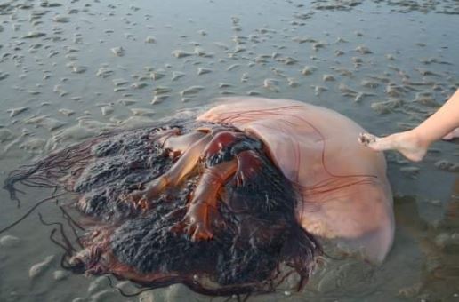 Choáng với con sứa "quái vật" chiều ngang 1,5 m