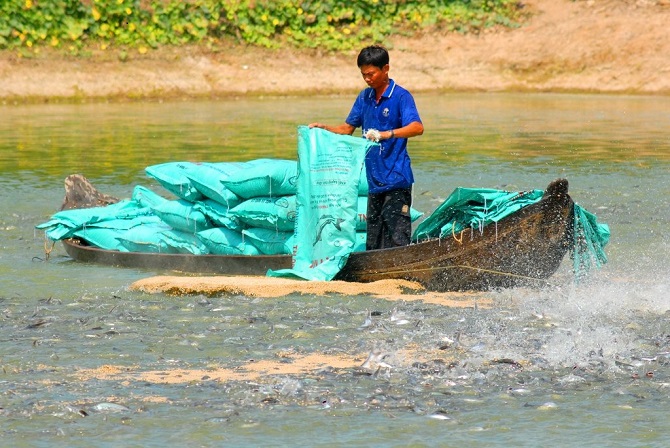 Kiểm soát chất lượng giống, giữ vững vị thế ngành cá tra trên thị trường quốc tế