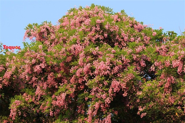 Mê mẩn mùa hoa tím trên bán đảo Sơn Trà - Ảnh 1.