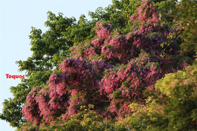 Mê mẩn mùa hoa tím trên bán đảo Sơn Trà - Ảnh 2.