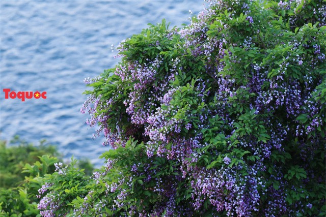 Mê mẩn mùa hoa tím trên bán đảo Sơn Trà - Ảnh 21.