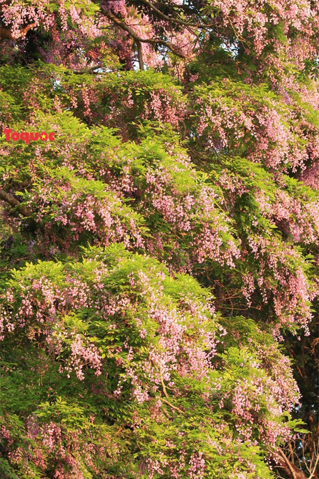Mê mẩn mùa hoa tím trên bán đảo Sơn Trà - Ảnh 3.