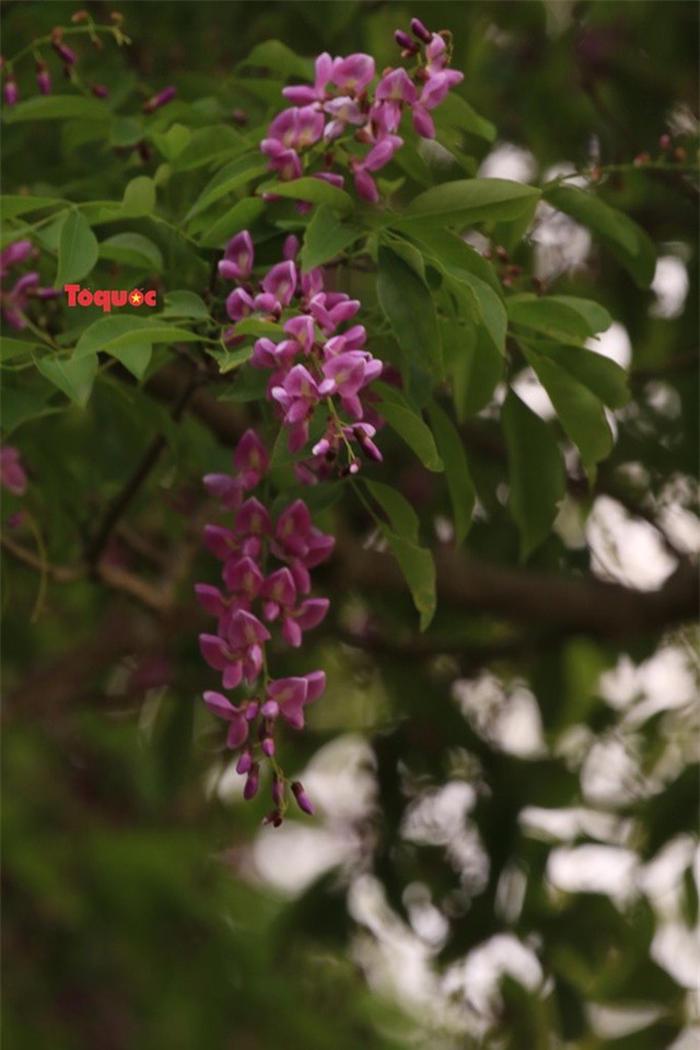 Mê mẩn mùa hoa tím trên bán đảo Sơn Trà - Ảnh 6.