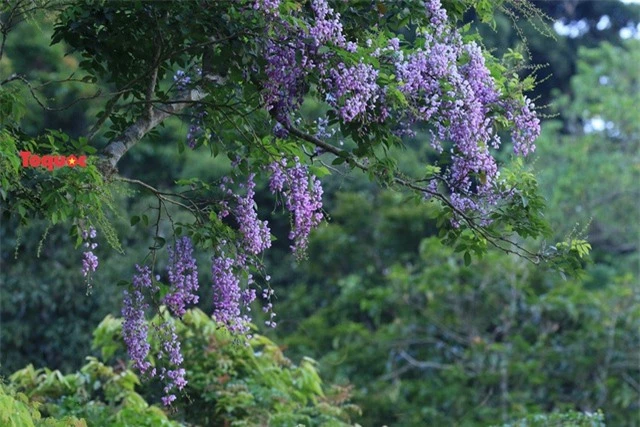 Mê mẩn mùa hoa tím trên bán đảo Sơn Trà - Ảnh 7.