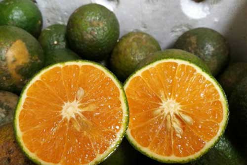 Cách chọn cam tươi mọng nước, 10 quả ngon cả 10