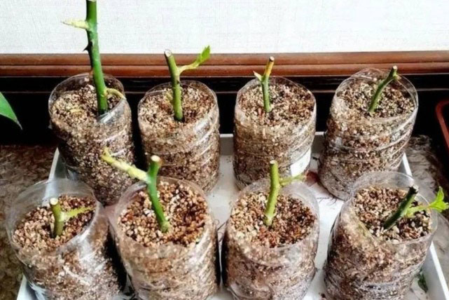 Giâm hoa từ cành cứ áp dụng 3 mẹo này, vừa đơn giản lại cho tỉ lệ sống cao