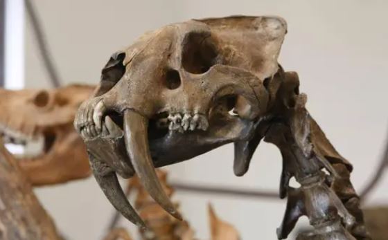 Những loài động vật thời tiền sử khổng lồ đáng kinh ngạc từ Trái Đất cổ đại