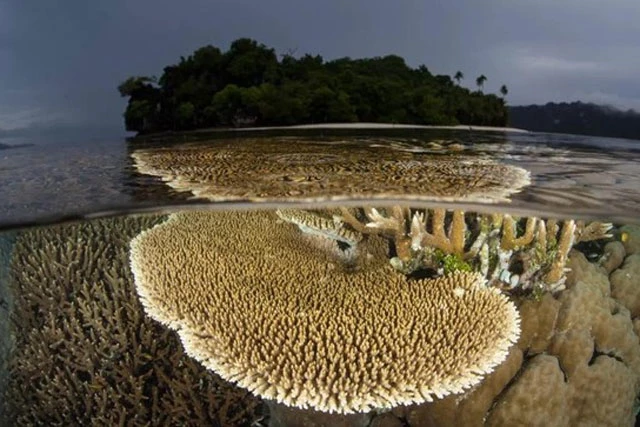 San hô mỏng manh mọc ở vùng nông của Raja Ampat, Indonesia. Khu vực nhiệt đới này được biết đến với sự đa dạng sinh học biển đặc biệt.