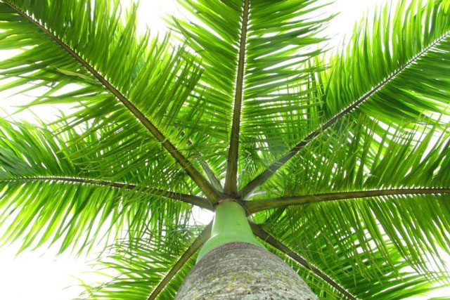 5 loại cây cảnh mời gọi phú quý, ai trồng trước trước cửa thì tài lộc vào nhà ào ào như thác lũ