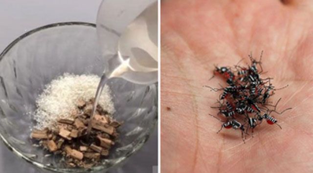 9 cách đuổi muỗi ra khỏi nhà vĩnh viễn, dễ làm, không còn con nào dám vo ve