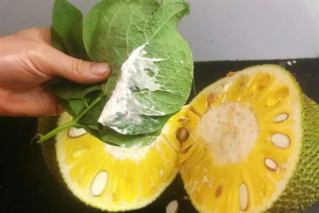 Mẹo làm sạch nhựa mít đơn giản, nhanh gọn