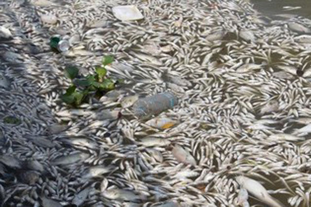 Thảm họa môi trường ở Ba Lan: Cá chết nổi trắng sông Oder