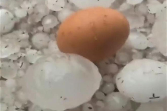 Dân mạng Trung Quốc xôn xao vụ mưa đá to như trứng gà, hàng trăm con cừu chết