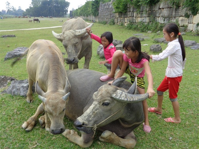 Ngỡ ngàng trước cảnh thanh bình ở di sản Thành nhà Hồ - Ảnh 13.