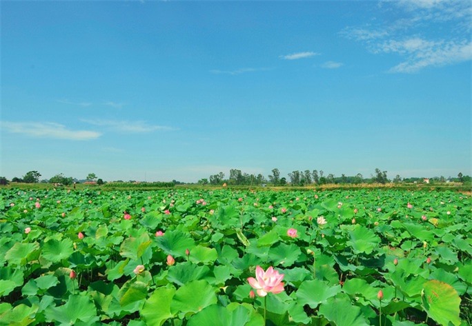 Ngỡ ngàng trước cảnh thanh bình ở di sản Thành nhà Hồ - Ảnh 14.