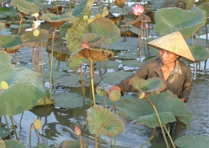 Ngỡ ngàng trước cảnh thanh bình ở di sản Thành nhà Hồ - Ảnh 8.