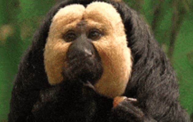 Tìm được con còn sống của loài bị coi tuyệt chủng 80 năm, chuyên gia: Đừng đến gần chúng!