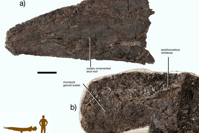 Đào được "siêu quái vật" kỷ Jura sống sót dù khủng long chết hết