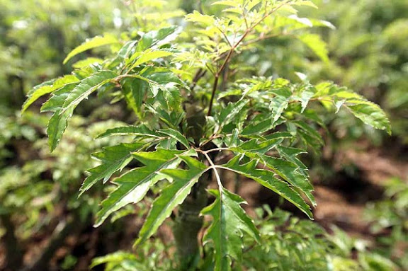 Tác dụng chữa bệnh tuyệt vời từ lá đinh lăng bạn nên biết