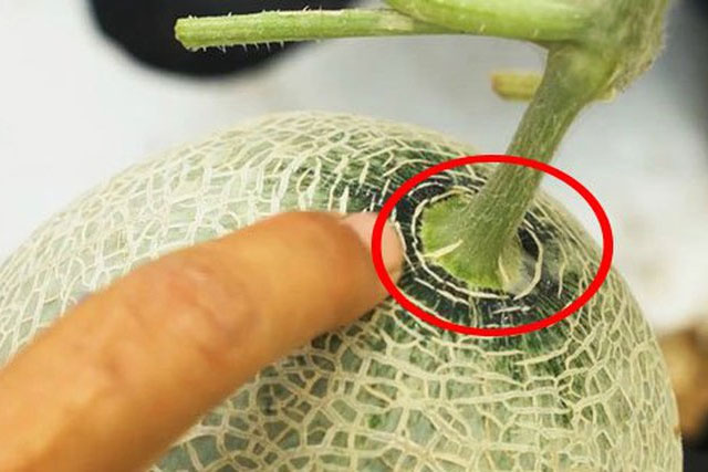 Chỉ gõ vào vỏ khi mua dưa lưới thì chẳng ăn thua, muốn mua quả ngọt ngon phải nhìn vào cuống